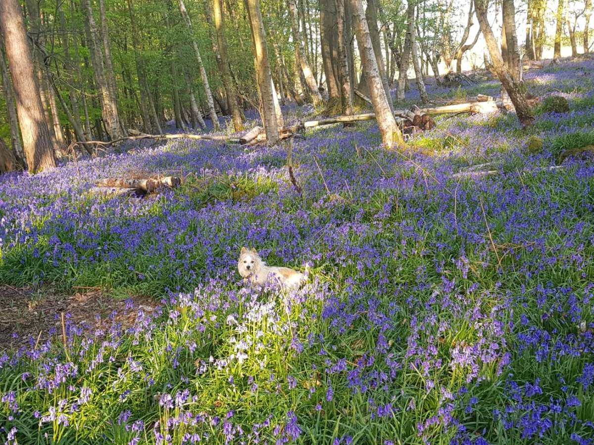 Eulogy to, and the Story of, ‘Our&nbsp;Crinkle’